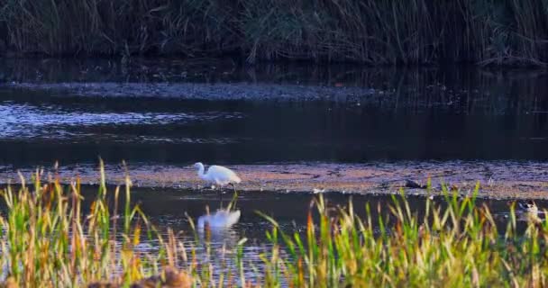 Garça Branca Uma Lagoa Nos Juncos Início Manhã — Vídeo de Stock