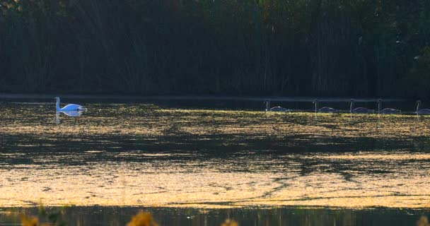 Family Swans Little Swans Swim Pond Early Morning — Stock Video