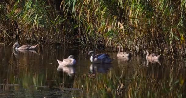Little Swans Swim Pond Early Morning — Stock Video