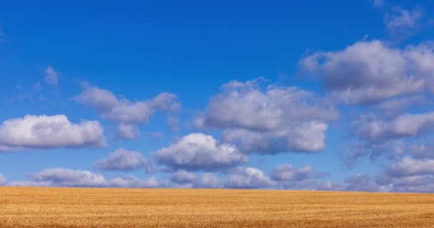 Campo Amarillo Después Cosecha Bajo Cielo Azul Nubes Blancas Flotantes — Vídeo de stock