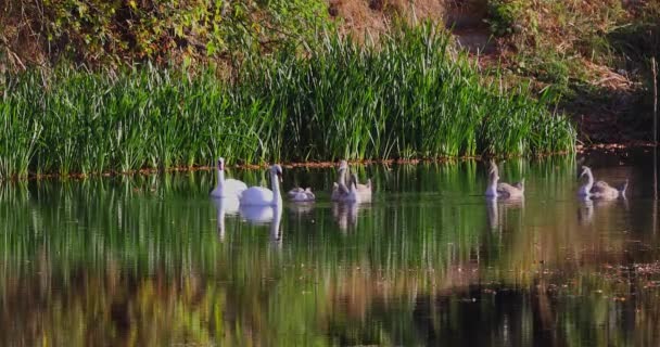 一大早 一群天鹅带着小天鹅在池塘里游泳 — 图库视频影像