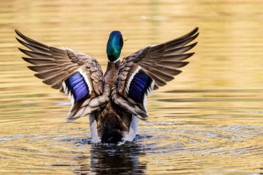 Vahşi ördek orman gölünde yüzer.