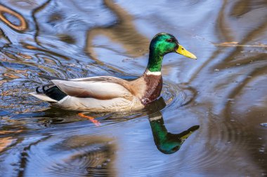Wild duck swims in a forest lake clipart
