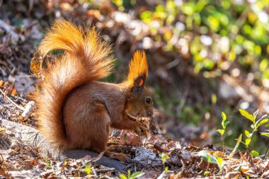 Ormandaki kırmızı sincap