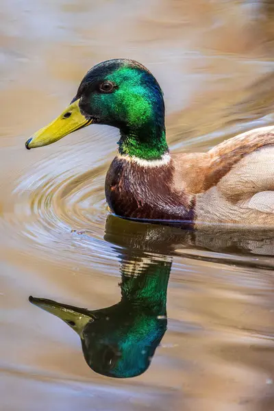 Wild Duck Swims Forest Lake — Stock Photo, Image