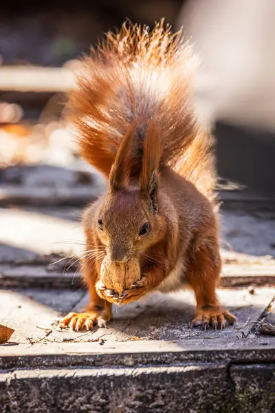 다람쥐 로열티 프리 스톡 사진