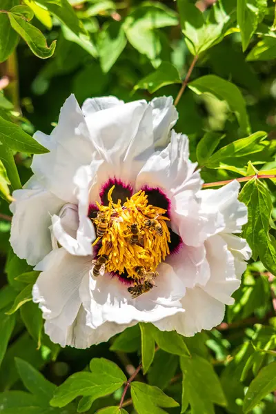 꿀벌과 스톡 사진