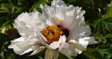 Baharda arılarla şakayık ağacı