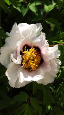 Baharda dikey videoda arılarla şakayık ağacı