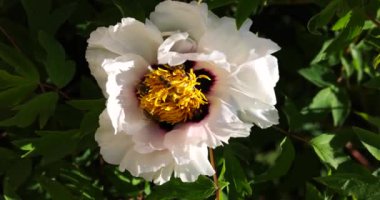 Baharda arılarla şakayık ağacı