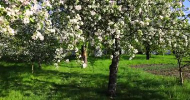 Baharda çiçek açan elma ağacı