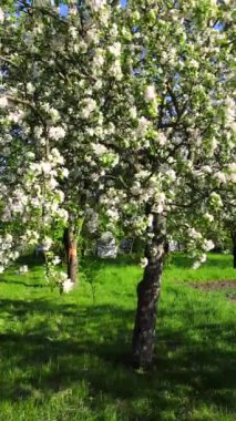 İlkbahar dikey videosunda çiçek açan elma ağacı