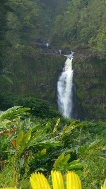 Waterfall in The Big Island, Hawaii, vertical video