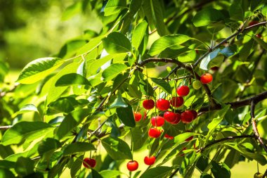 Ukrayna 'nın kırsal bir bahçesindeki ağaçta olgun kirazlar