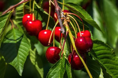 Ukrayna 'nın kırsal bir bahçesindeki ağaçta olgun kirazlar