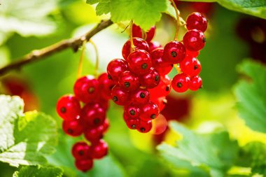 Bahçedeki çalıların üzerinde, rüzgarda kavrulmuş kırmızı üzümler.