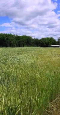 Ukrayna 'nın kırsal kesimindeki dikey videolarda buğday ve çavdar tarlaları