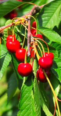 Ukrayna 'nın kırsal kesimindeki bir bahçede dikey videoda olgun kirazlar.