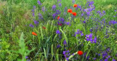 Çayırlardaki renkli kır çiçekleri rüzgarda sallanıyor mavi gökyüzünün altında beyaz bulutlarla. 