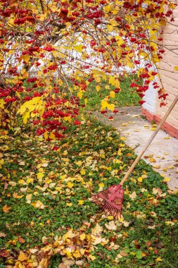 Sonbaharda yapraklar parlak kırmızı viburnum meyvelerinin çalılığından süzülen sarı ve kırmızının canlı tonlarına dönüşür. Onları bir tırmıkla toplamanın zamanı geldi, yeşil çimlerin üzerinde yığınlar oluşturmanın..