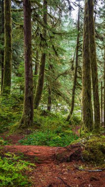 Hoh Yağmur Ormanı 'ndaki yosunlu ağaçlar Olimpiyat Ulusal Parkı, Washington, ABD