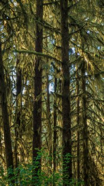 Hoh Yağmur Ormanı 'ndaki yosunlu ağaçlar Olimpiyat Ulusal Parkı, Washington, ABD