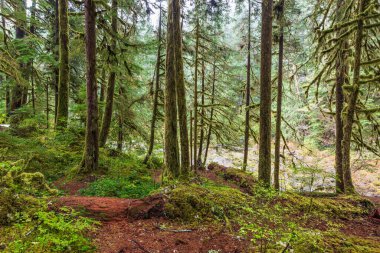 Hoh Yağmur Ormanı 'ndaki yosunlu ağaçlar Olimpiyat Ulusal Parkı, Washington, ABD