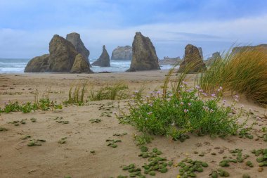 Bandon Beach showcases dramatic sea stacks rising from the ocean, framed by vibrant wildflowers and grasses in the foreground, creating a stunning and serene coastal scene. clipart