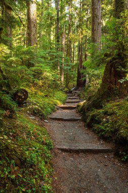 Hoh Yağmur Ormanı 'ndaki yosunlu ağaçlar Olimpiyat Ulusal Parkı, Washington, ABD