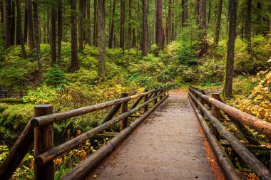 Hoh Yağmur Ormanı 'ndaki yosunlu ağaçlar Olimpiyat Ulusal Parkı, Washington, ABD