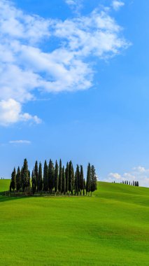 Tuscany İtalya 'da yeşil alanda selvi ağaçları var.