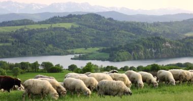 Polonya 'nın Czorsztyn köyünde otlayan koyunlar, yemyeşil çayırlar, Polonya-Slovakya sınırındaki Pieniny Dağları ve bir bahar günü gün batımında Niedzica Kalesi