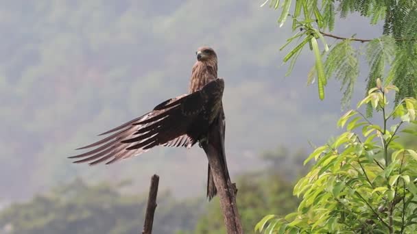 Indian Black Kite Drying Its Wing Feathers Rains Perched Dry — Stock Video