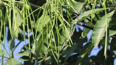 Pendulous, two lobed, dehiscent follicle, spindle shaped and Long fruit of Alstonia scholaris, commonly called blackboard tree or Saptaparni or devil's tree. 