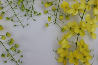 Cassia fistula flower also known as the golden shower or indian laburnum. It is called konna poovu in Malayalam. The flowers are of ritual importance in the Vishu festival and its the state flower of Kerala clipart