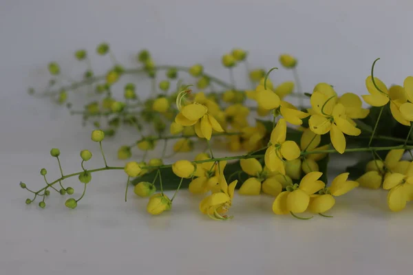Flor Fístula Cassia También Conocida Como Lluvia Dorada Laburnum Indio —  Fotos de Stock