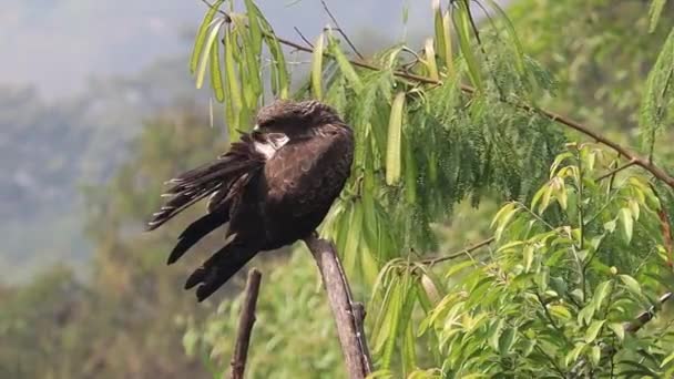 一只印度黑猫在雨后晒干了它的尾羽 栖息在周围绿树的干枯树枝上 它也被称为Milvus Migrans 一种在印度很常见的变种 — 图库视频影像