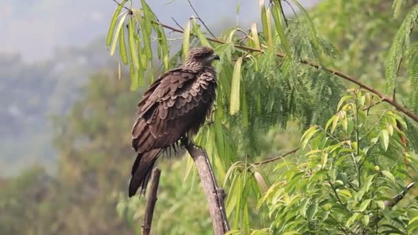 印度一只黑色的风筝在雨后摇曳着身体晒干了羽毛 栖息在绿树成荫的树枝上 它也被称为Milvus Migrans 一种在印度很常见的变种 — 图库视频影像