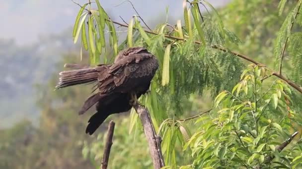Ein Indischer Schwarzmilan Trocknet Seine Schwanzfedern Nach Dem Regen Hockt — Stockvideo