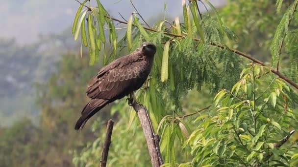 一只印度黑猫在那里晒干它的羽毛 看着这里 栖息在周围绿树成荫的干枯树枝上 它也被称为Milvus Migrans 一种在印度很常见的变种 — 图库视频影像