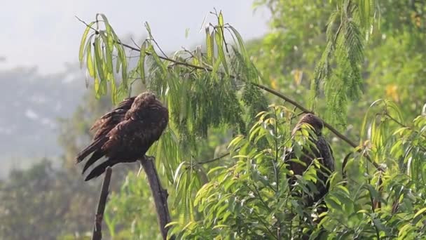 两只印度黑风筝在雨后晒干羽毛 栖息在周围绿树的干树枝上 它也被称为Milvus Migrans 一种在印度很常见的变种 — 图库视频影像