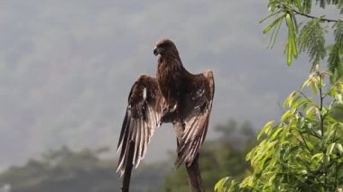 Yağmurdan sonra kanat tüylerini kurutan bir Hint Siyah Uçurtması etraftaki yeşil ağaçların arasında kuru bir ağaç dalına tünemişti. Ayrıca Hindistan 'da yaygın bir tür olan Milvus Migrans olarak da bilinir.
