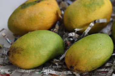 Rajapuri Mangoları. Hint mango çeşitlerinin en büyüğü, kesar 'a benzer ama daha yuvarlaktır. Pürüzsüz ve lekesiz sarı, turuncu ve kırmızı bir derisi var..