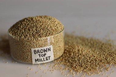 Tepeden tırnağa etiketli el değmemiş cam bir kasede bulunan kahverengi başlıklı darı tanecikleri sağlıklı beslenme, gıda çeşitliliği ve besin çeşitliliğini göstermek için ideal olan sağlıklı tahıllarını sergiliyor.