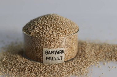 Banyard darı yakın çekim, sağlıklı bir tahıl, cam bir kase içinde etiketi ağzına kadar dolu, küçük yuvarlak şekilli soluk taneler göstermek için altın rengi, küçük inciler gibi.