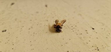 Kırılganlığı ve çevresel endişeleri vurgulayan ölmüş bir bal arısına yakın çekim. Makro sıcak karmaşık ayrıntılar gösteriyor