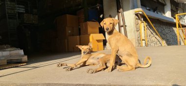 Fabrika kapısında güneşlenen iki kahverengi köpek, meraklı ve tetikte