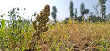 Göz kamaştırıcı sorgum zirvesi altın renginde canlı bir gökyüzüne karşı ayakta duruyor, kırsal kesimde doğal bir mucize. Doğanın güzelliği yakalandı