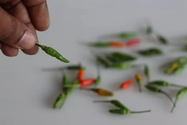 Holding a fresh kanthari pepper or Birds eye chilli in hand. Birds eye chilly, a fiery and flavorful South Indian delicacy, symbolizing spice and culinary zest. Ideal image for food enthusiasts