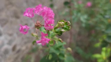 Vibrant Queens Crape Myrtle, Jarul, Ajar, Tamhana, Motha Bondara veya Pride of India olarak da bilinir. Kırışmış krep kağıdını andıran pembe yaprakları